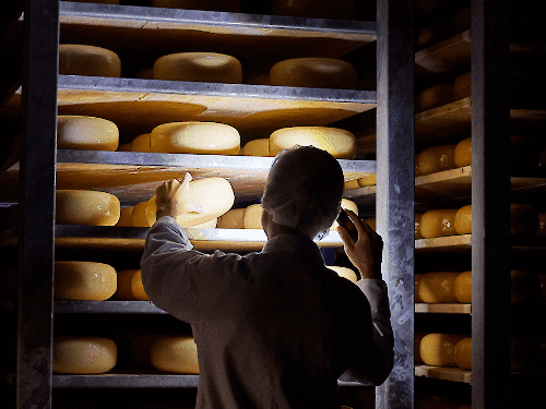 Gereifter Käse: Die Kunst des Wartens auf den perfekten Geschmack