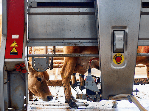 What is pasteurised cheese and when do you eat it?